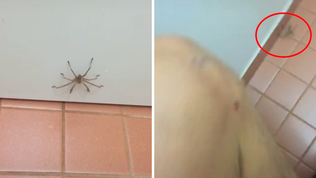 惊悚瞬间巨大猎人蜘蛛冲向坐在马桶上的男子