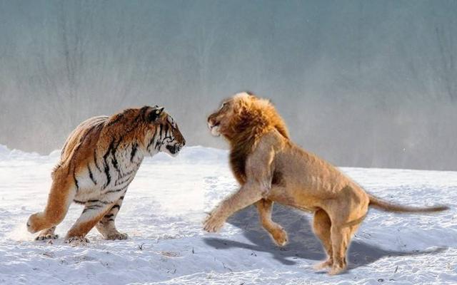 东北虎大战非洲狮,王者对决,谁将是最后的赢家?_腾讯新闻