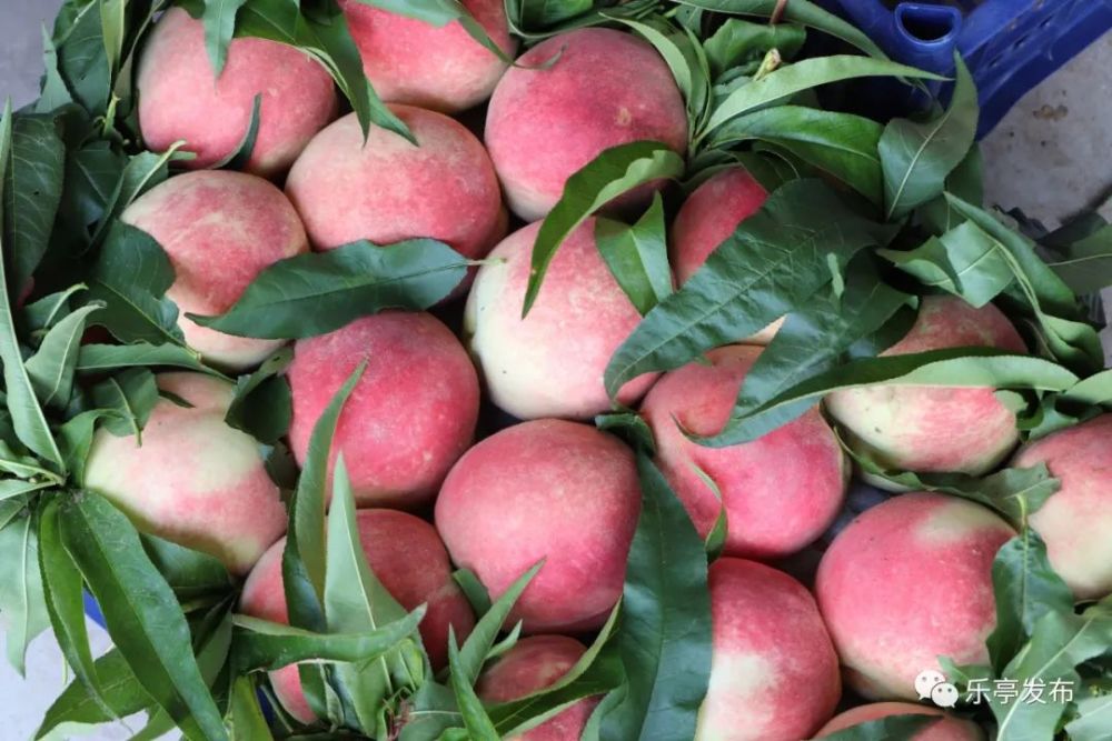 乐亭:九月收获季,鲜桃俏金秋