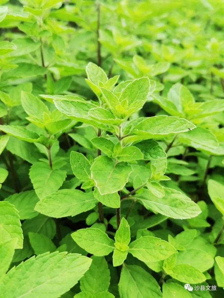 锦绣苋药用价值图片