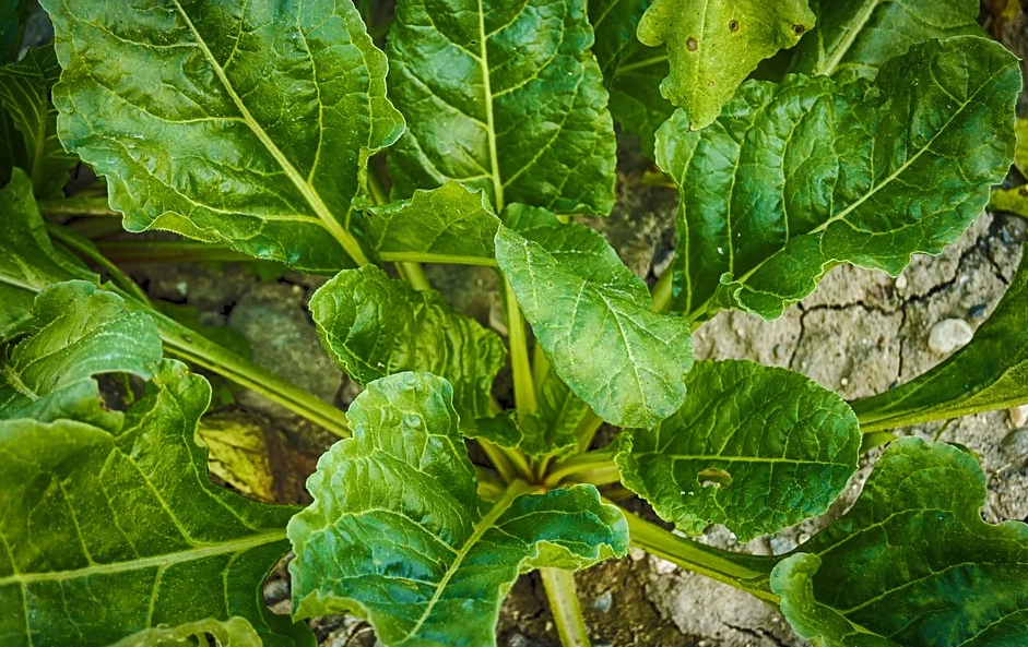 菠菜|牛奶助眠？菠菜补铁？这饮食误区你上钩了吗？