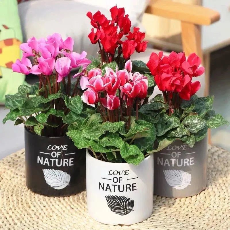 仙客来|仙客来“睡醒”了，做好这几件事，新叶蹭蹭长，花苞冒不停！