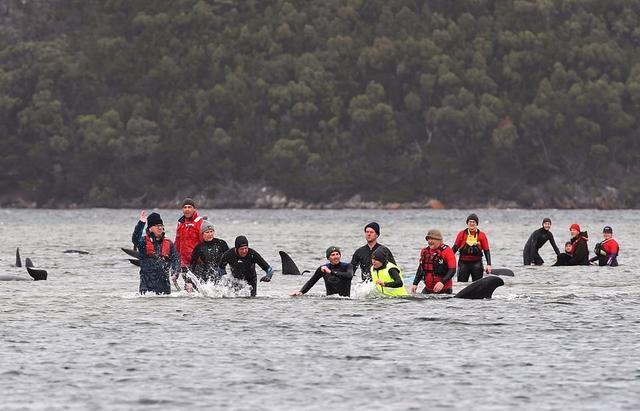 西澳大利亚|2020年太难了！澳洲海岸500头鲸鱼搁浅，船员目睹惨剧却无力拯救