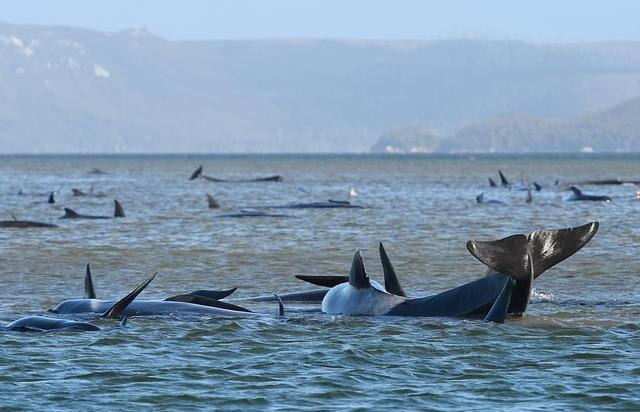 西澳大利亚|2020年太难了！澳洲海岸500头鲸鱼搁浅，船员目睹惨剧却无力拯救