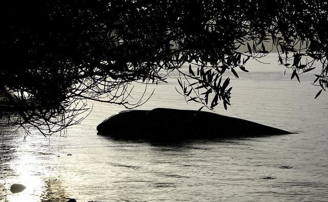 西澳大利亚|2020年太难了！澳洲海岸500头鲸鱼搁浅，船员目睹惨剧却无力拯救