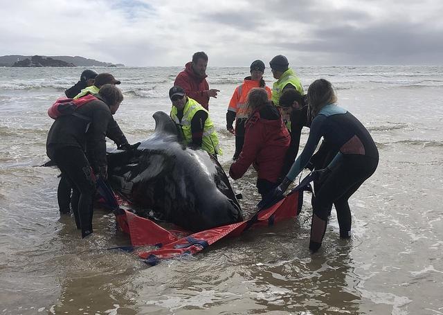西澳大利亚|2020年太难了！澳洲海岸500头鲸鱼搁浅，船员目睹惨剧却无力拯救