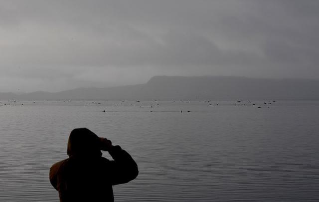 西澳大利亚|2020年太难了！澳洲海岸500头鲸鱼搁浅，船员目睹惨剧却无力拯救