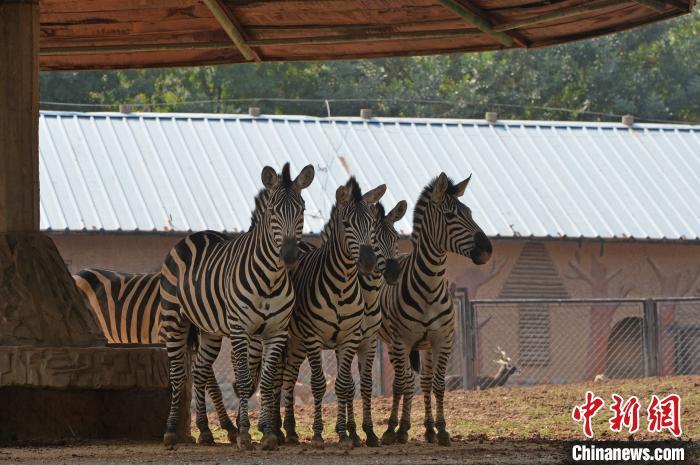 有萌又有愛石家莊動物園動物親子式組團亮相