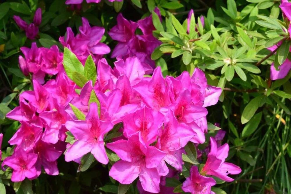 花卉|这3种花最难养，尤其是最后一种，养活的都是高手