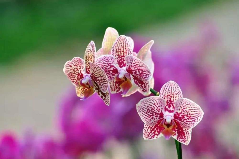 花卉|这3种花最难养，尤其是最后一种，养活的都是高手
