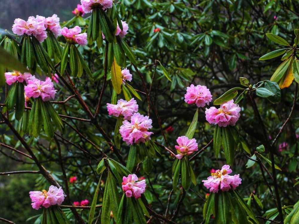 花卉|这3种花最难养，尤其是最后一种，养活的都是高手