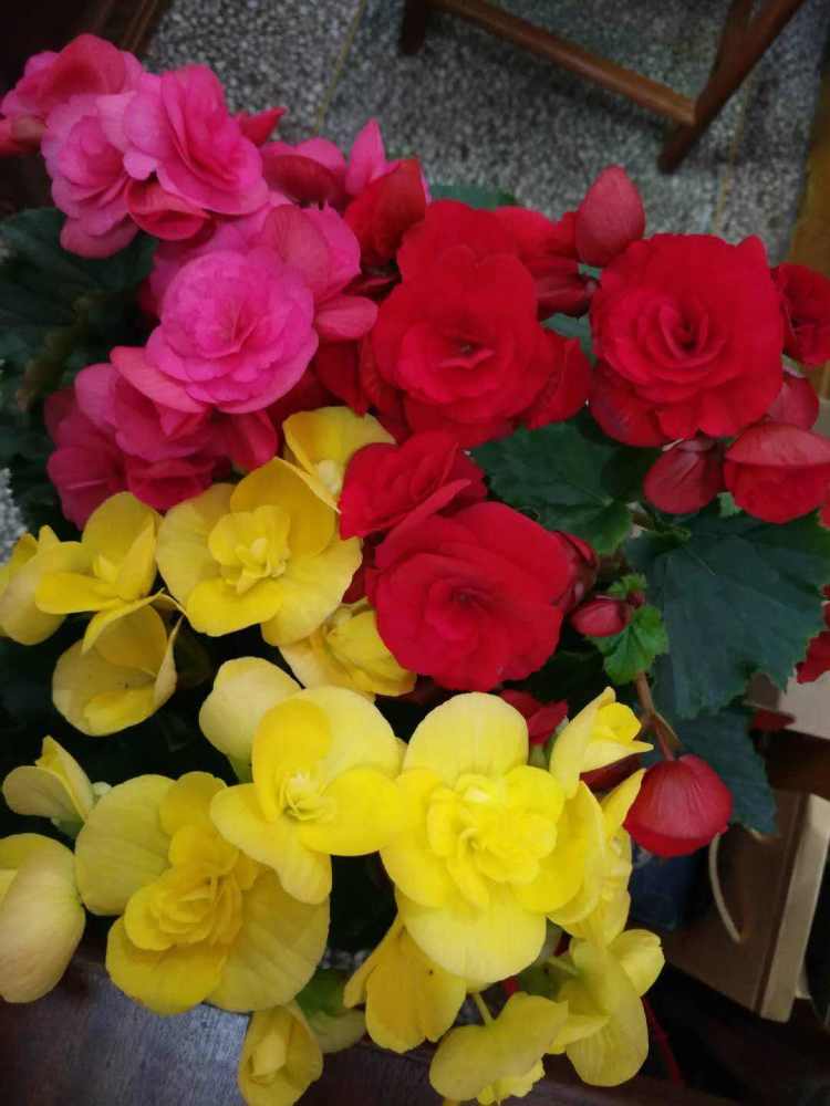 花卉|这3种花最难养，尤其是最后一种，养活的都是高手