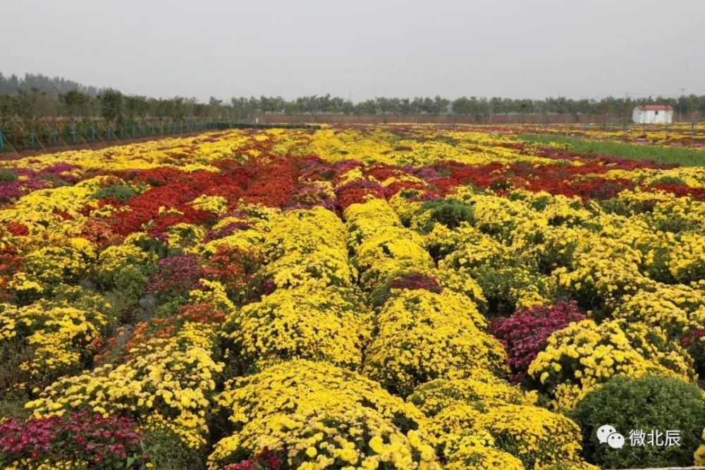 双街花卉博览园占地面积1100亩,内设菊花观赏园,郁金香观赏园,红豆