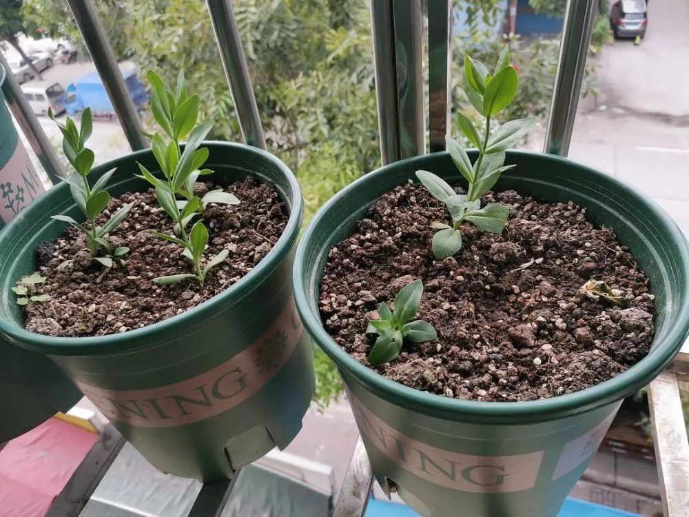 桔梗花较喜肥,薄肥勤施,生长期每半个月施用1次复合肥或腐熟有机肥.