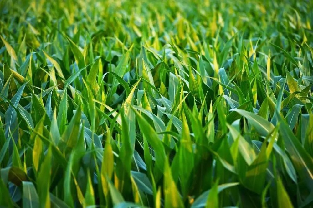 范会新|永远的青纱帐