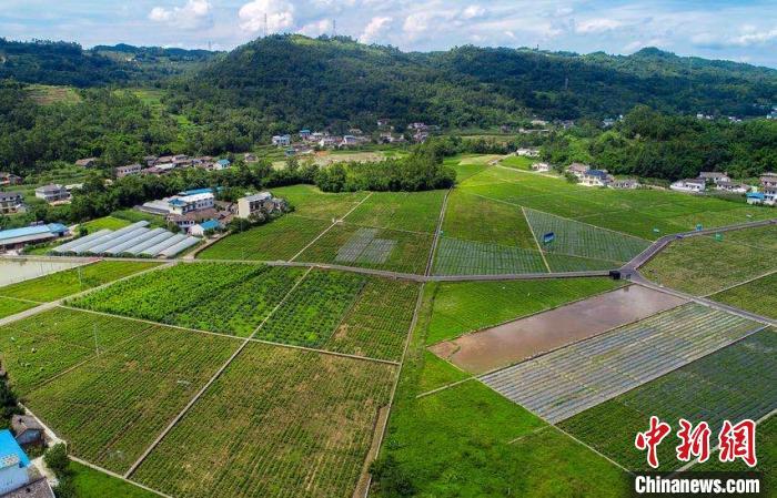 散發著陣陣濃郁的清香……24日,四川樂山犍為縣清溪鎮灌引村的村民們