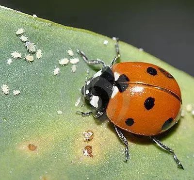 為什麼瓢蟲的英文名叫ladybug