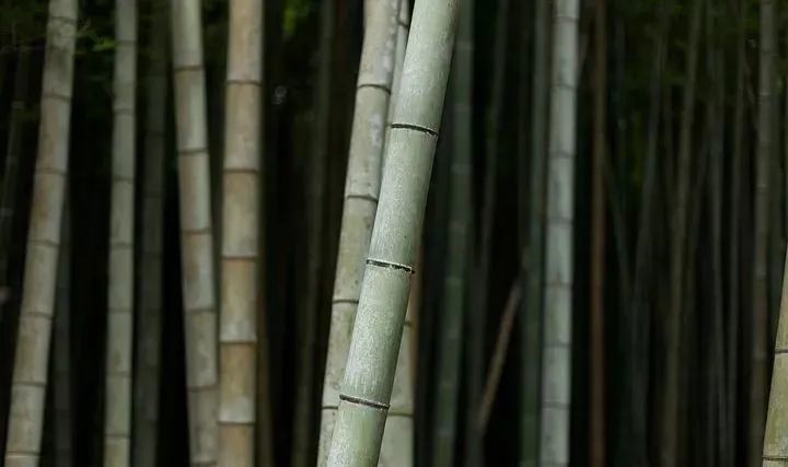 张文木|张文木：人压不垮，但可吹垮