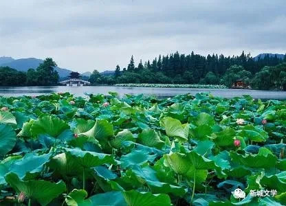 七绝|七绝：荷三首