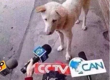 林雨申|这位京圈太子还能红吗？
