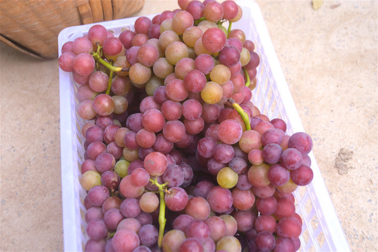 农民采取笨方法种植葡萄产量低成本高为啥还能多赚钱