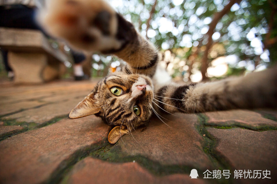 钱钟书|钱钟书的一只《猫》，挠花了民国文坛大师们的脸，通篇是打鸡骂狗