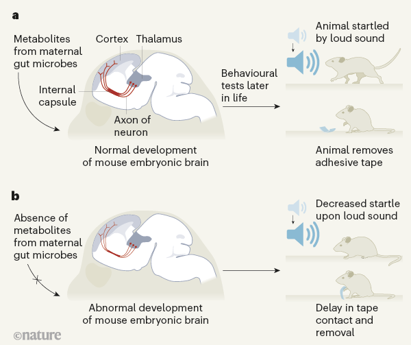 肠道|今日《自然》：你或许想不到，肠道细菌还能影响下一代的大脑发育！