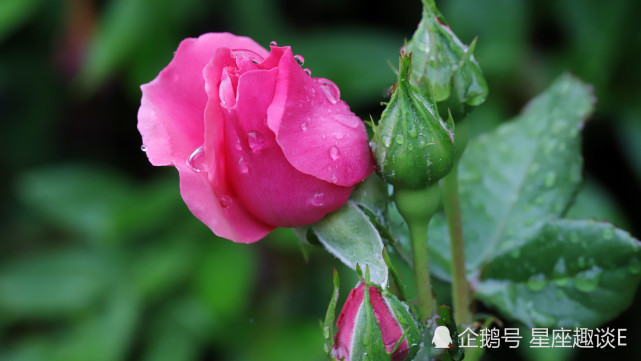 9月26日星座运势节节攀升的四大星座 有你么 天秤座 双鱼座 星座运势 星座 摩羯座 双子座