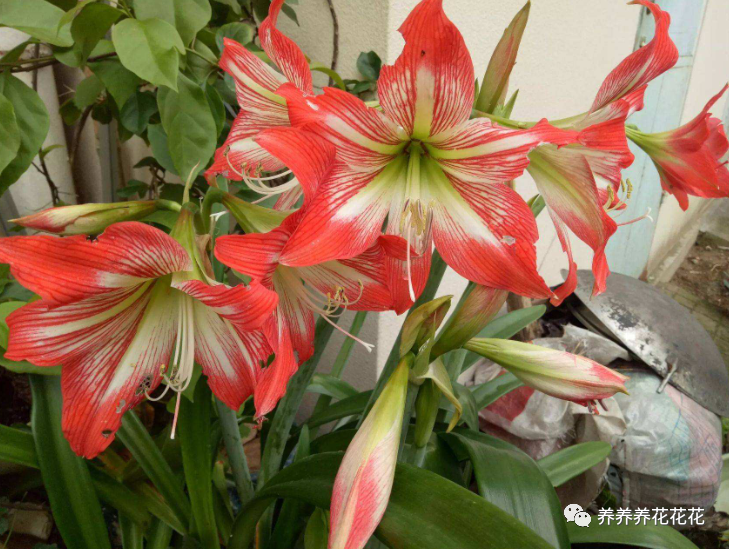 朱顶红|繁殖朱顶红的新方法，将它大卸八块，一棵一年变百棵，立马变大户