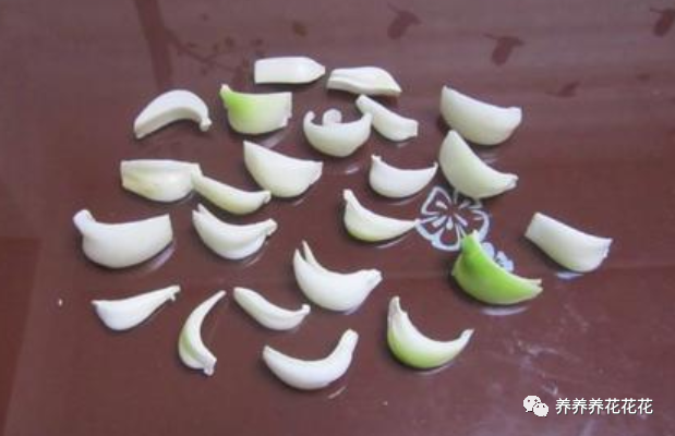 朱顶红|繁殖朱顶红的新方法，将它大卸八块，一棵一年变百棵，立马变大户