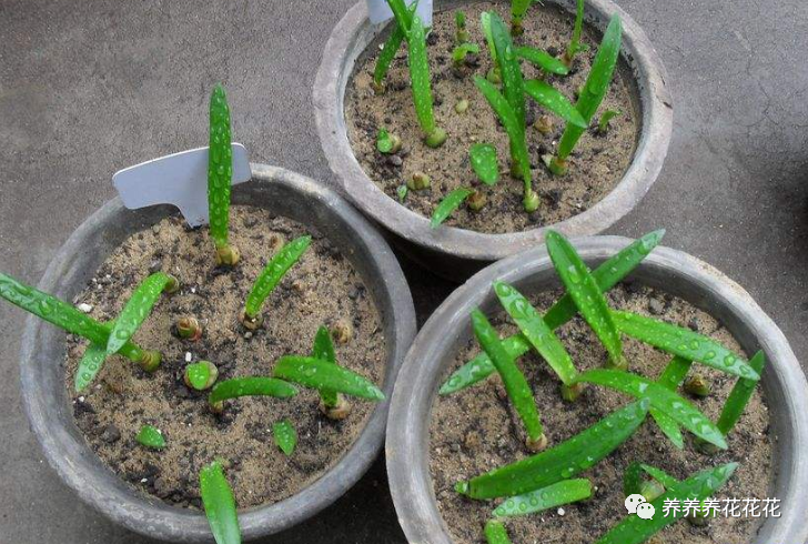 朱顶红|繁殖朱顶红的新方法，将它大卸八块，一棵一年变百棵，立马变大户