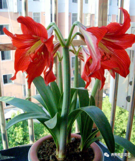 朱顶红|繁殖朱顶红的新方法，将它大卸八块，一棵一年变百棵，立马变大户