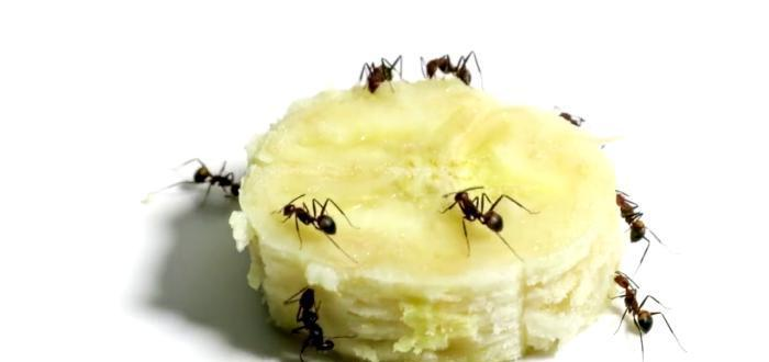 高维生|怎么样才能证明，人类之上还有高维生物