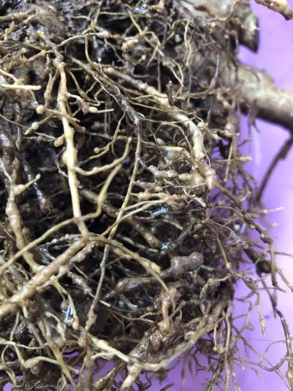 什么是根瘤菌是好还是坏根系上带着凸起应该怎么处理