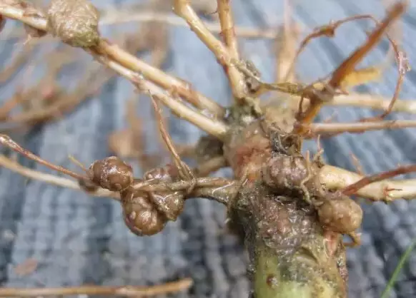 什么是根瘤菌是好还是坏根系上带着凸起应该怎么处理