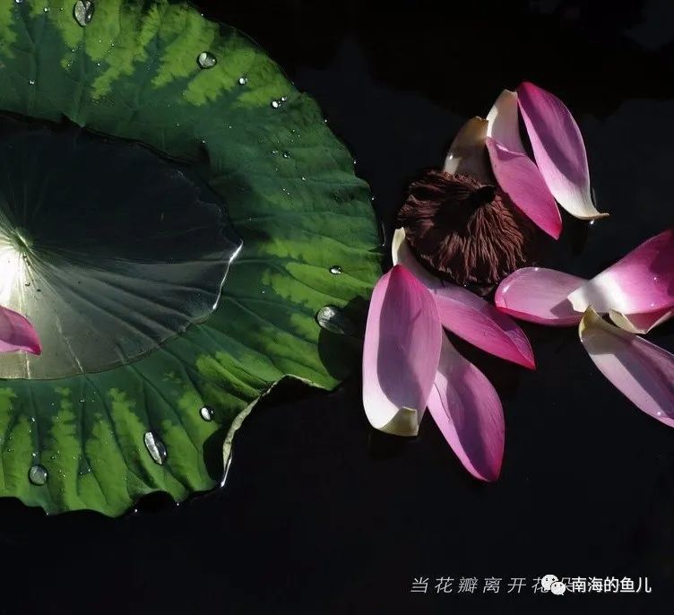 云雨悦诗社|当花瓣离开花朵 文/云南踏雪