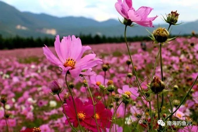 云雨悦诗社|当花瓣离开花朵 文/云南踏雪