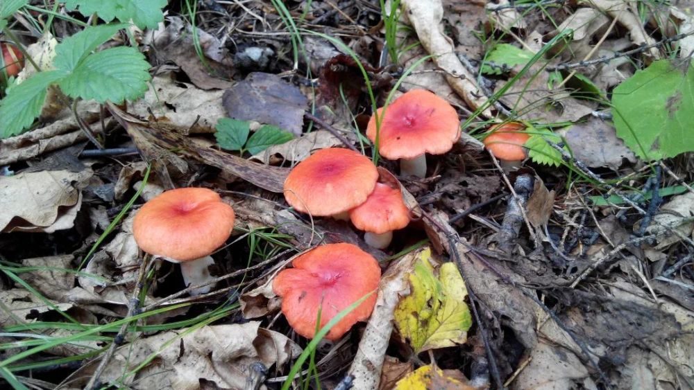 短短2天8人送医江西这地紧急提醒