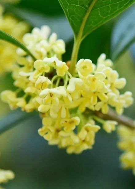 秋意|一年秋意浓，十里桂花香