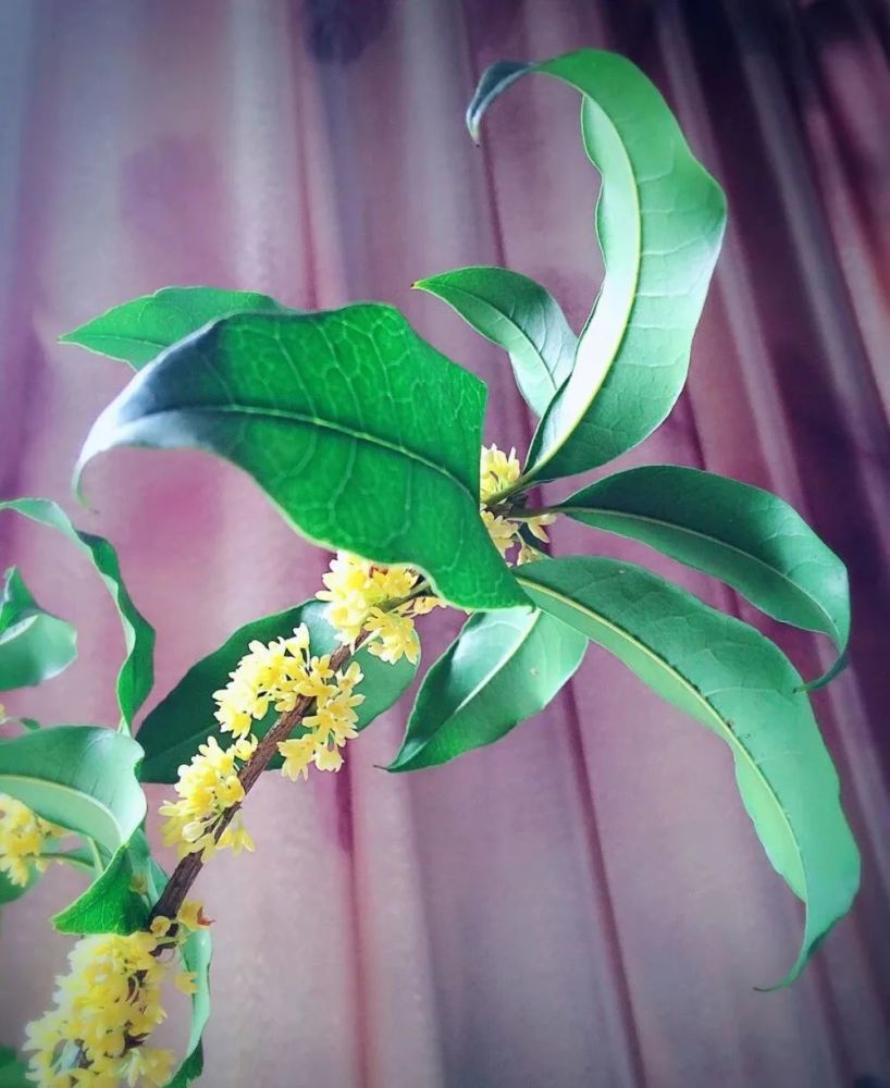 秋意|一年秋意浓，十里桂花香