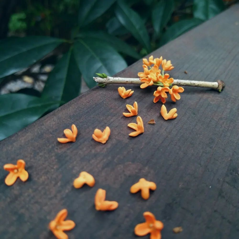 秋意|一年秋意浓，十里桂花香