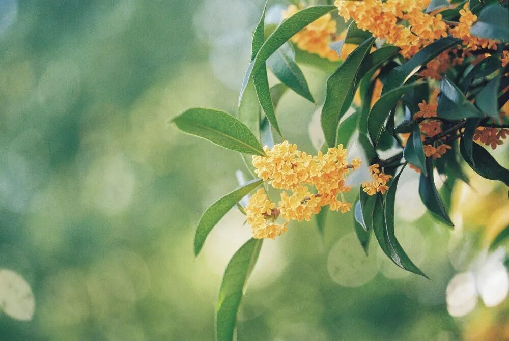 秋意|一年秋意浓，十里桂花香
