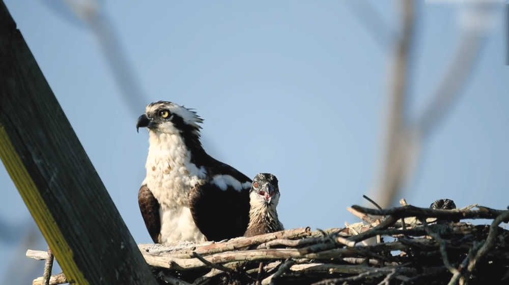燕子|鸟窝为何没被鸟儿的便便堆满？事实证明，跟想象中的不一样