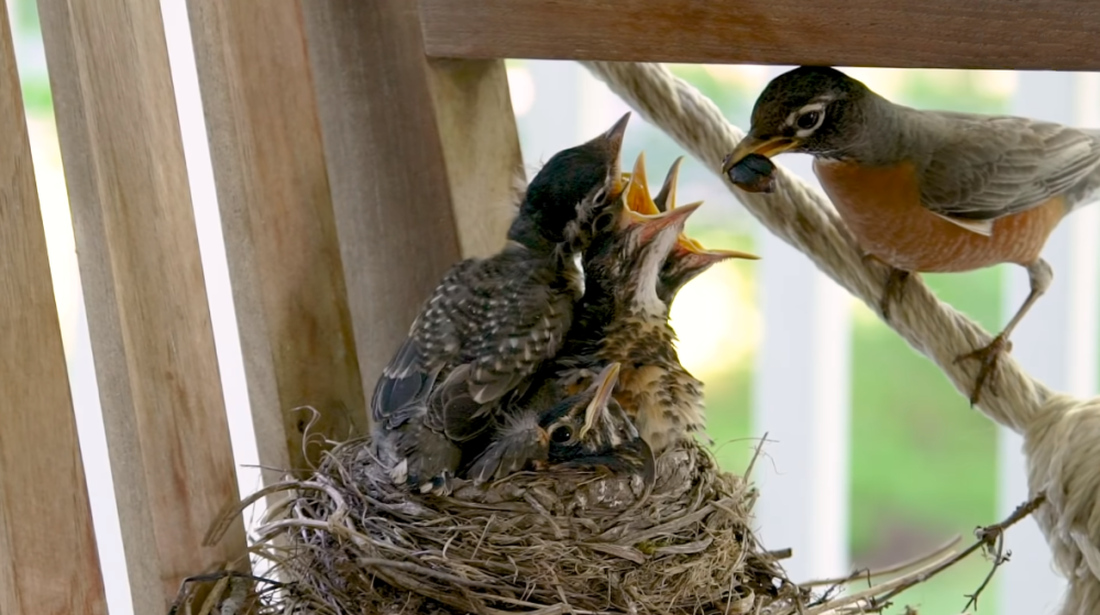 燕子|鸟窝为何没被鸟儿的便便堆满？事实证明，跟想象中的不一样