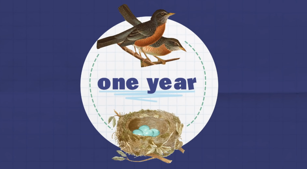 燕子|鸟窝为何没被鸟儿的便便堆满？事实证明，跟想象中的不一样