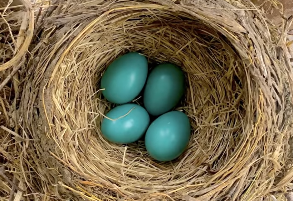 燕子|鸟窝为何没被鸟儿的便便堆满？事实证明，跟想象中的不一样