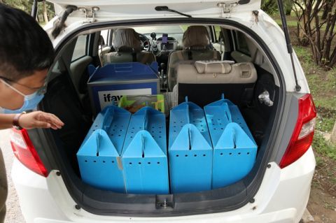 北京地区|五只康复猛禽在北京重归林野