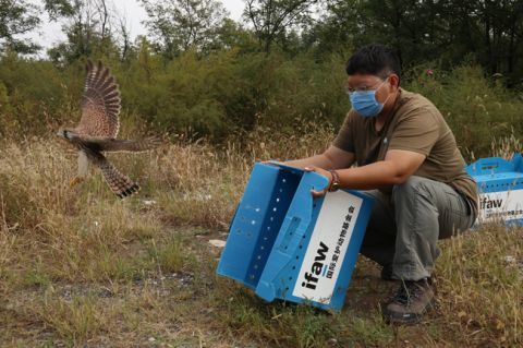 北京地区|五只康复猛禽在北京重归林野