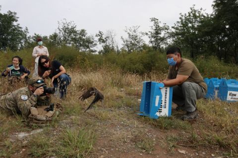 北京地区|五只康复猛禽在北京重归林野