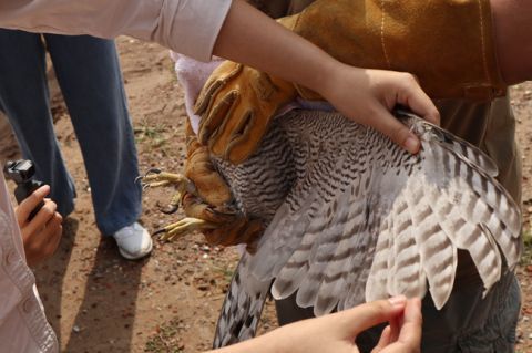 北京地区|五只康复猛禽在北京重归林野
